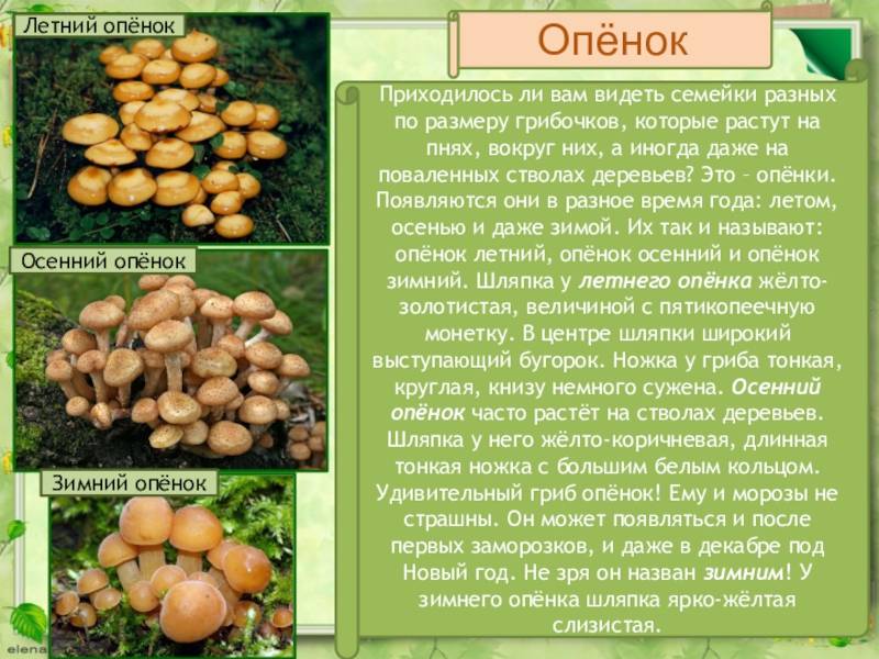 Грибы опята