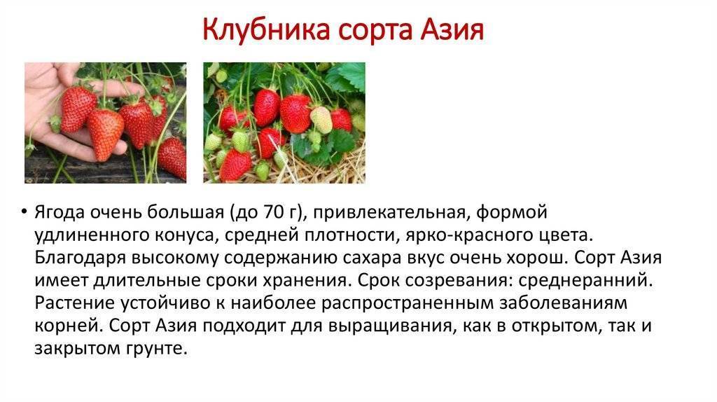 Клубника азия: описание сорта и отзывы садоводов с фото и видео