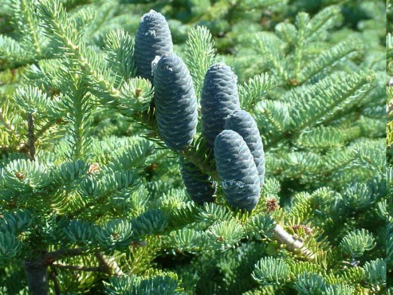 Пихта бальзамическая (abies balsamea)