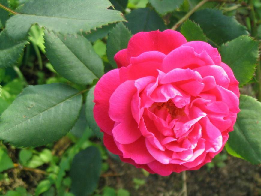 Роза александр маккензи (alexander mackenzie): фото, отзывы, описание, характеристики.