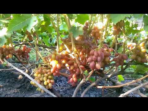 Описание сорта винограда рута: фото и отзывы | vinograd-loza
