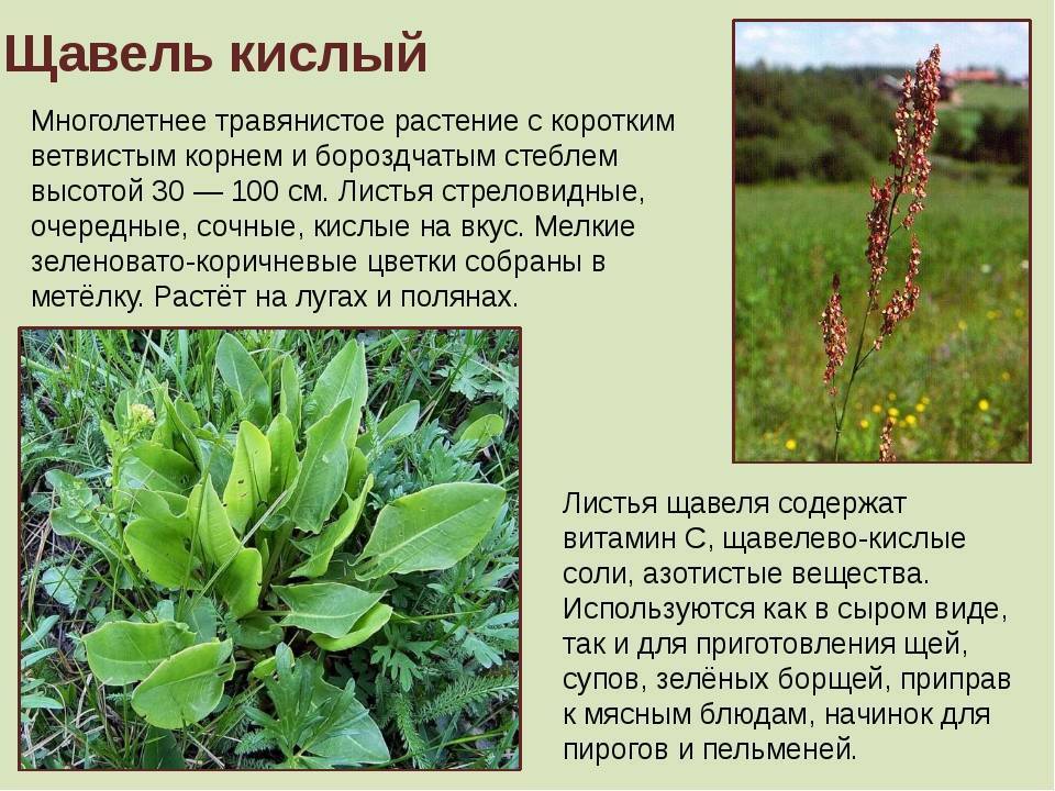 Щавель: лечебные свойства и противопоказания | food and health