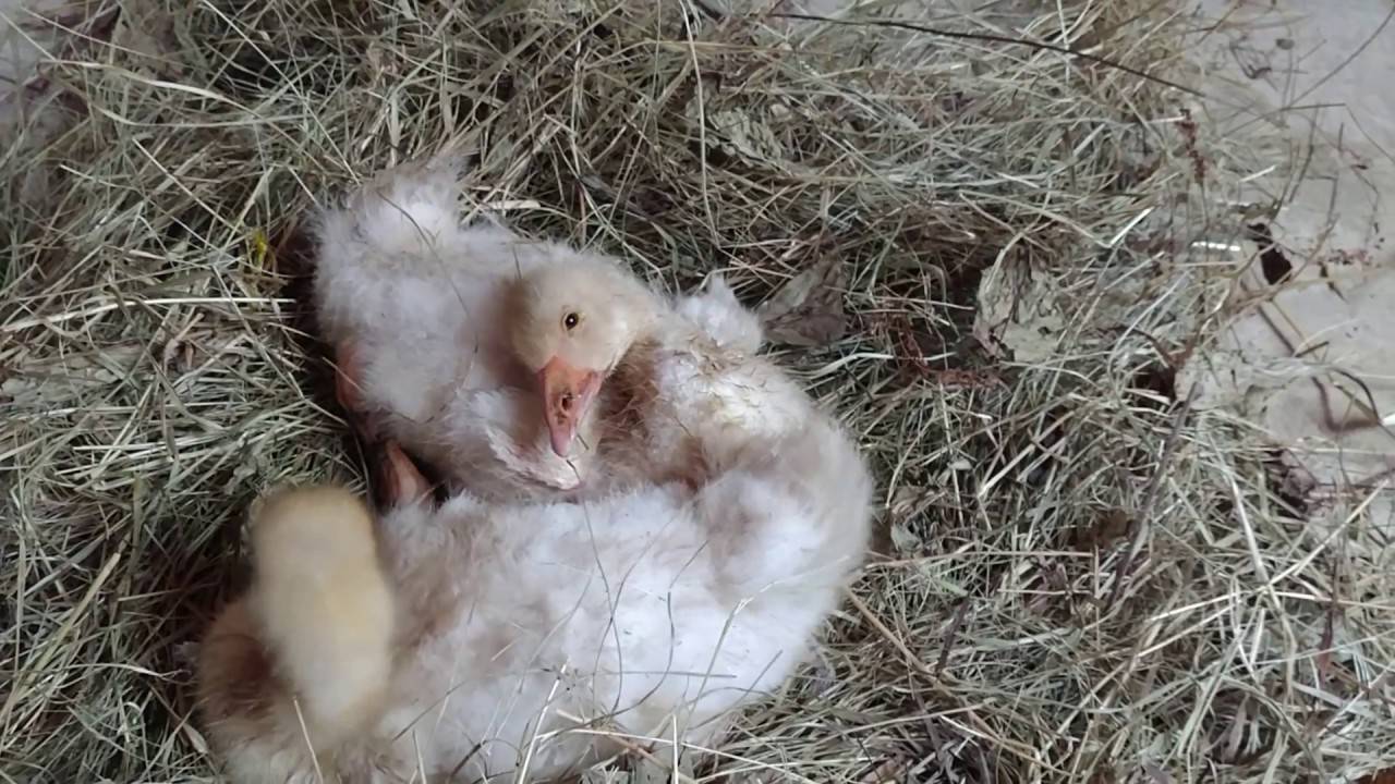 Болезни гусей – симптомы и лечение наиболее распространенных