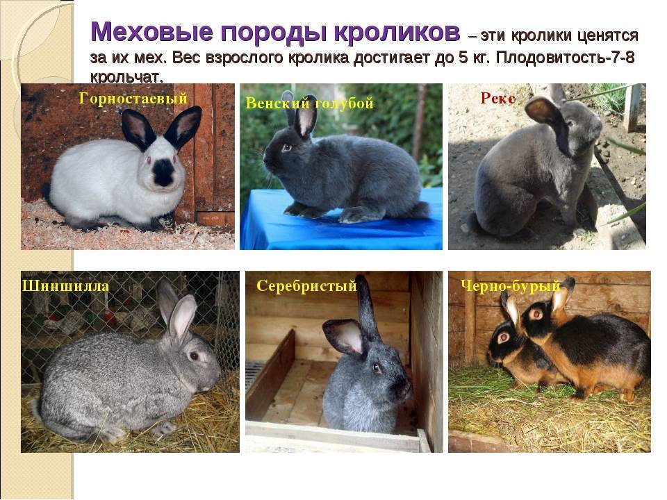 Породы кроликов с фото, названием и описанием: домашние, мясные, породистые