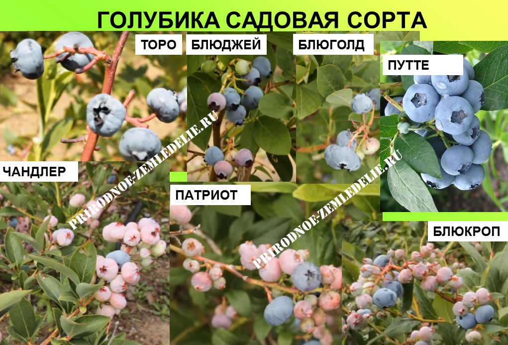 Голубика патриот: описание сорта, отзывы, посадка и уход