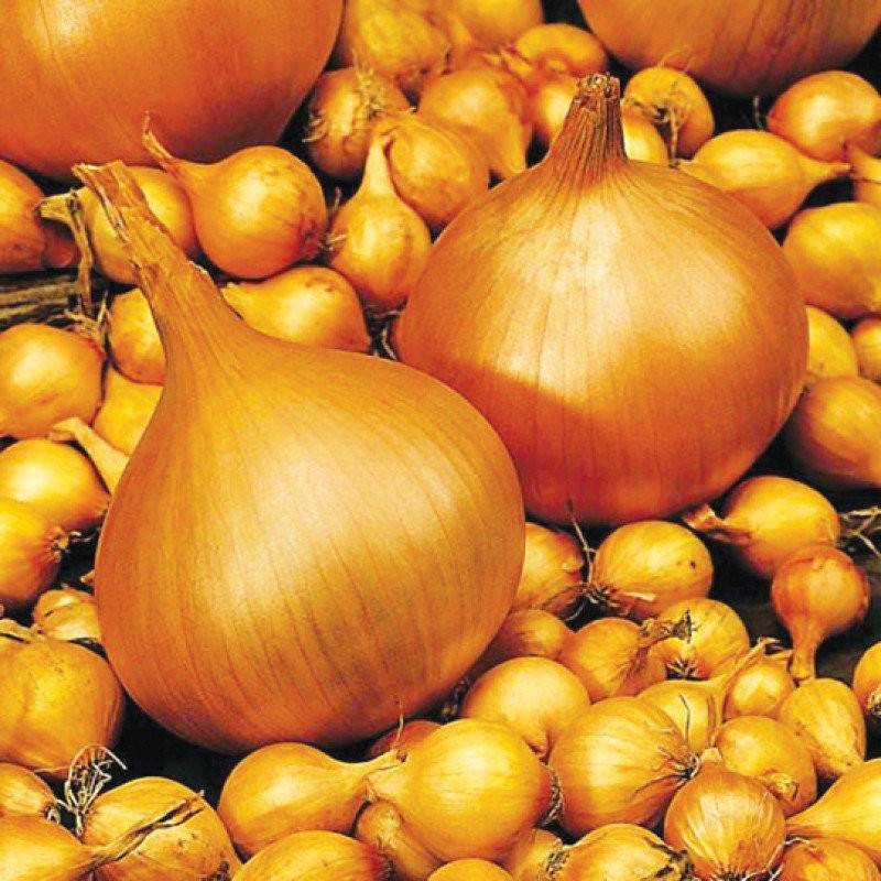 Озимые сорта лука: шекспир, радар, эллан, сеншуй и стурон