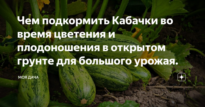 Удобрения для тыквы | огородник