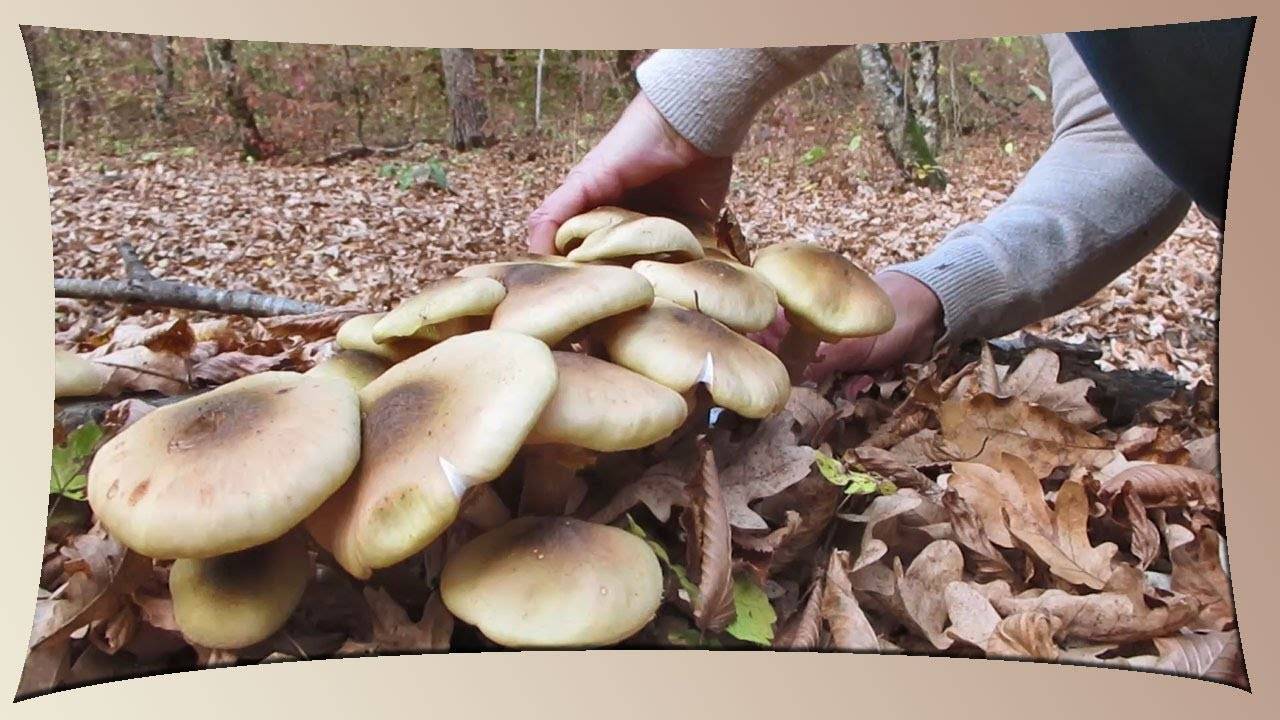 Где Купить Грибы В Краснодаре