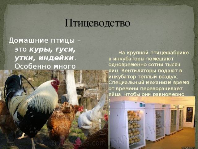 Чтобы куры хорошо неслись