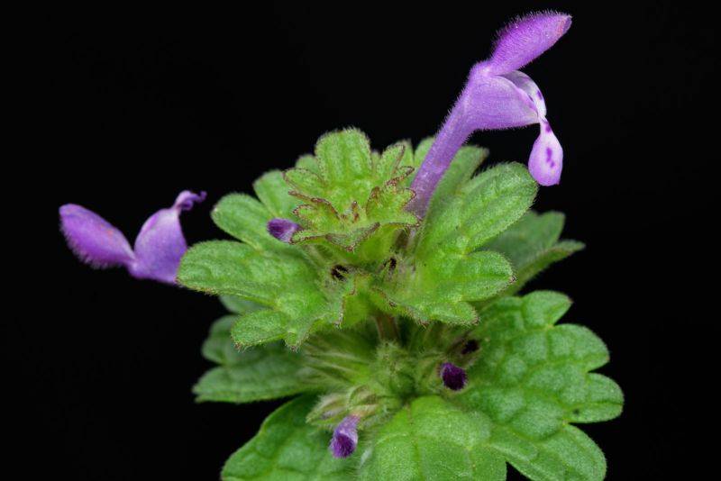 Яснотка стеблеобъемлющая - lamium amplexicaule - описание таксона - плантариум