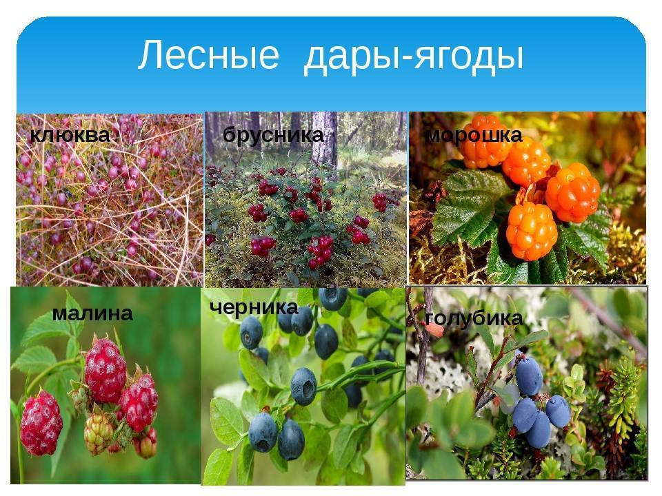 Морошка: полезные свойства и противопоказания, где растет в россии, когда собирать + фото