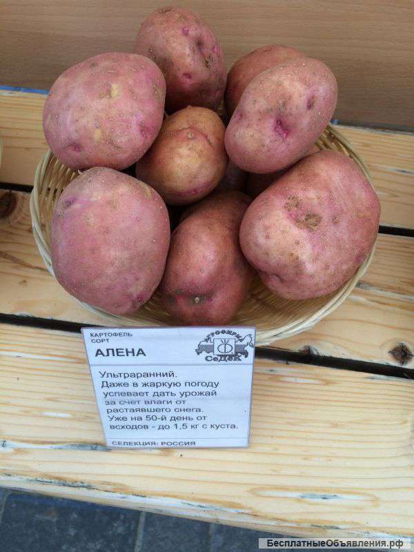 Сорт картофеля королева анна: характеристика и отзывы | всё о сотках