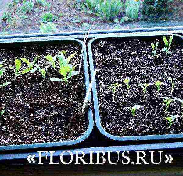 Выращивание портулака из семян, когда сажать семенами на рассаду в домашних условиях и в открытый грунт, правила посадки и ухода, виды, фото, особенности выращивания