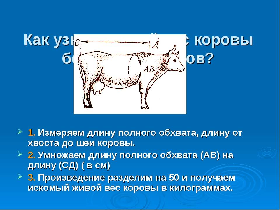 10 лет корове. Таблица живого веса крупного рогатого скота. Таблица определения живого веса крупного рогатого скота. Таблица измерения веса коровы. Измерение веса коровы.