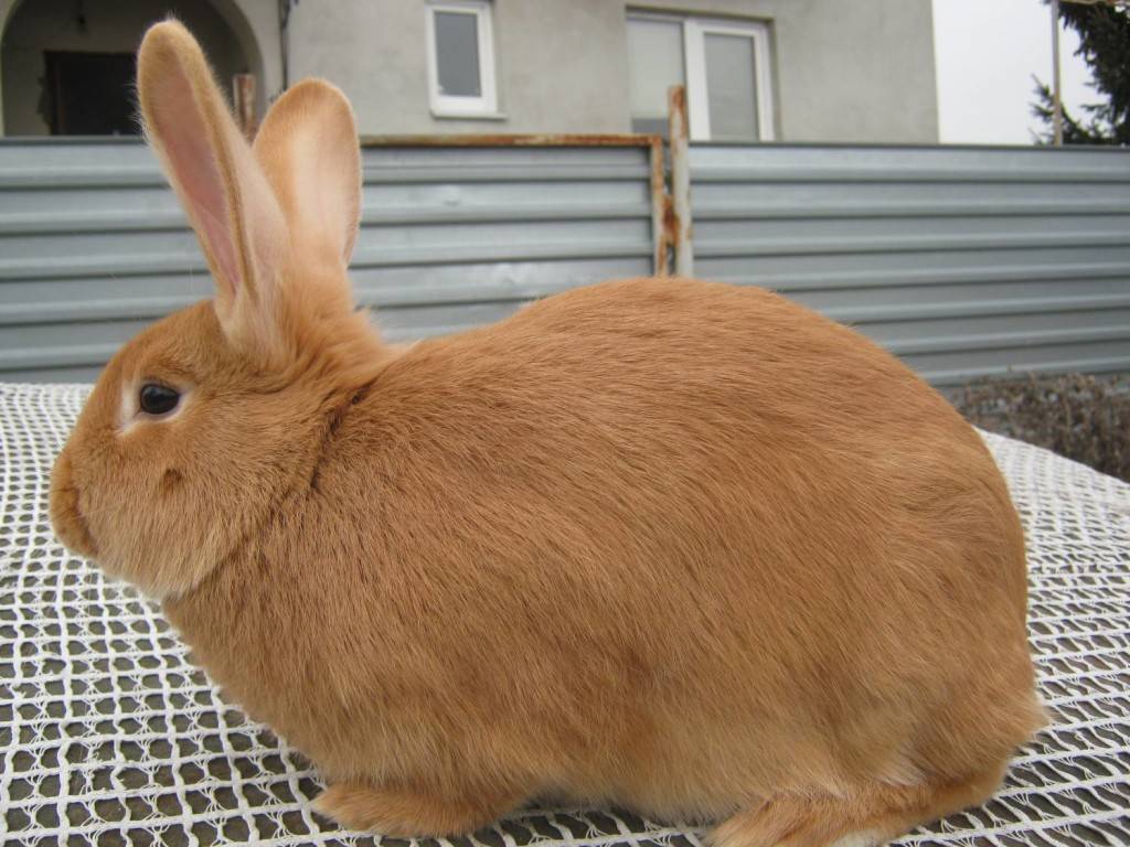 Описание рыжих кроликов