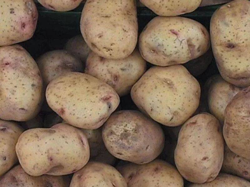 Картофель удача: описание сорта, фото, отзывы, посадка и выращивание
