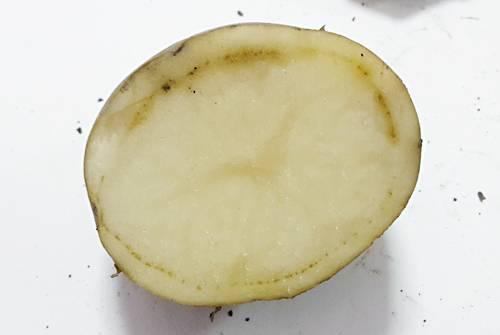 Какие бывают вредители и болезни картофеля | cельхозпортал