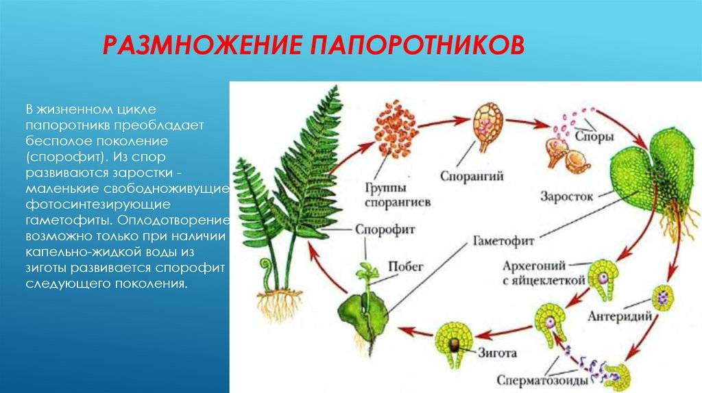 Схема развития папоротников