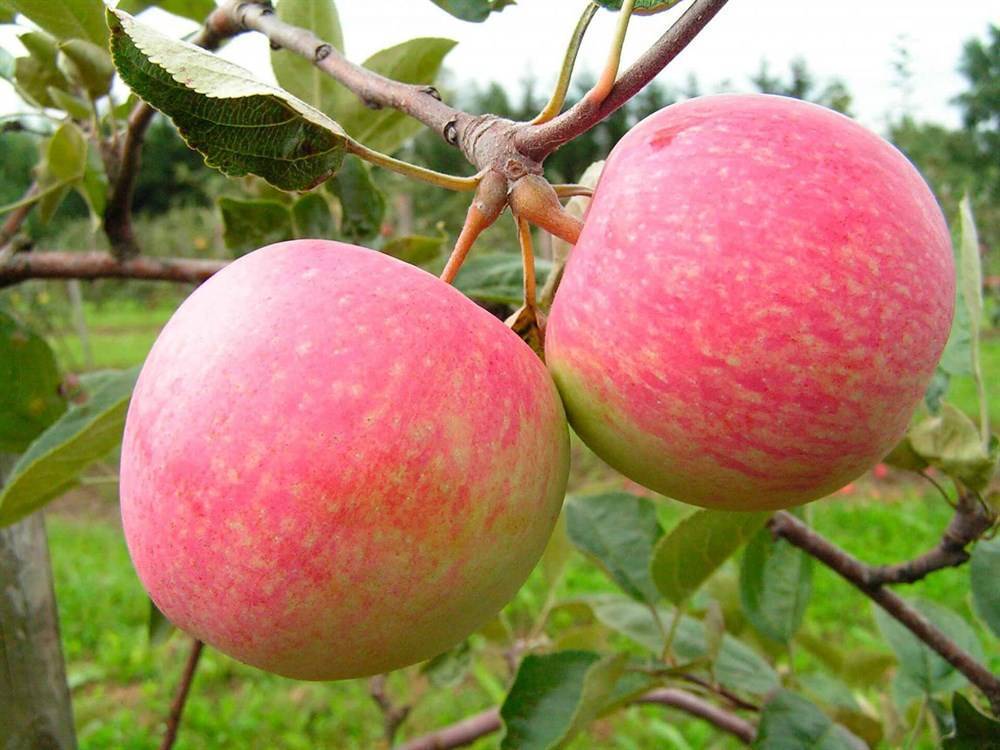 Слава победителям: посадка и уход за яблоней, обрезка и особенности сорта