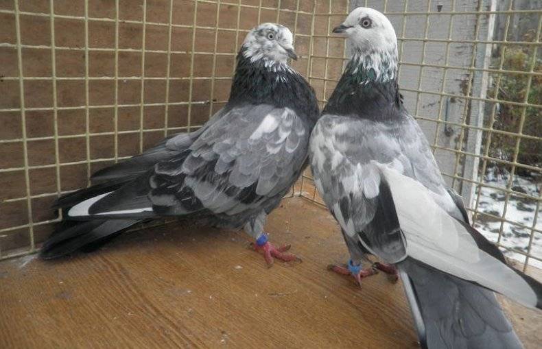 Породы высоколетных голубей с фотографиями и названиями
