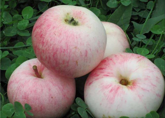Яблоня малиновка — описание описание сорта суйслепское декоративное