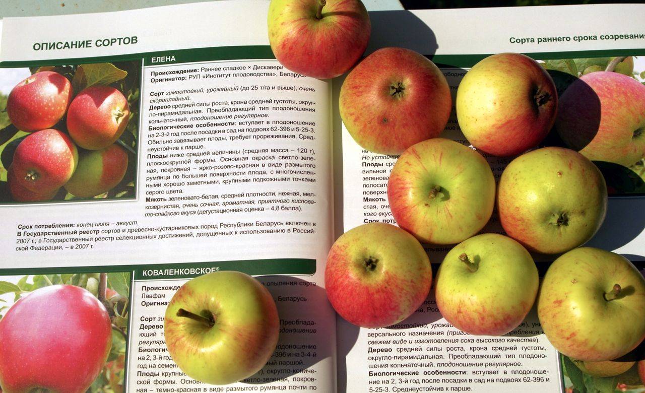 Описание яблони легенда фото и описание сорта фото