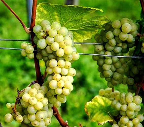 Виноград дружба: описание сорта с характеристикой и отзывами, особенности посадки и выращивания, фото