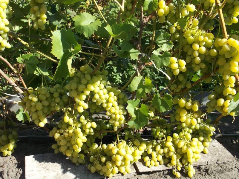 Сорт винограда надежда аксайская, описание сорта с характеристикой и отзывами, а также особенности посадки и выращивания, фото