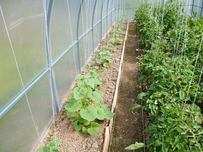 Арбузы в теплице: как получить небывалый урожай полосатой ягоды