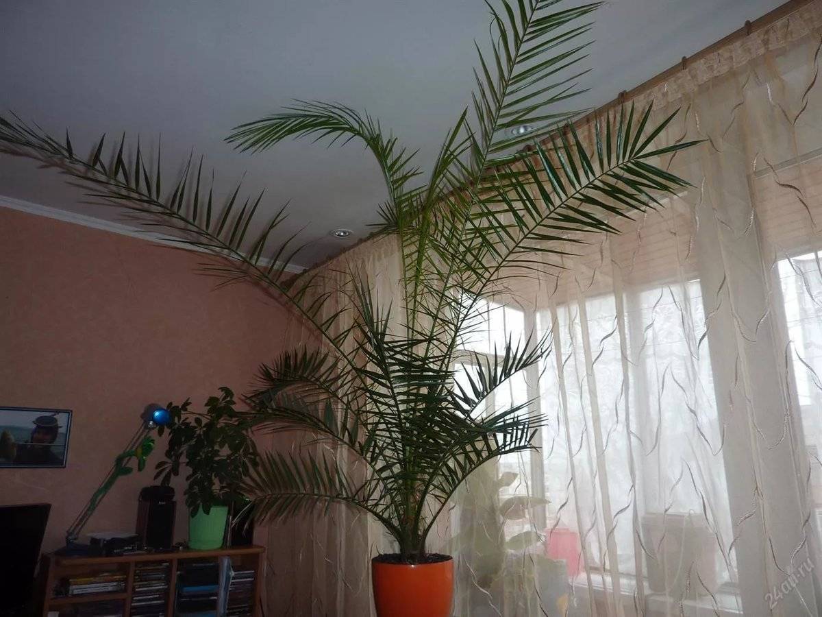 Финиковая пальма в доме фото