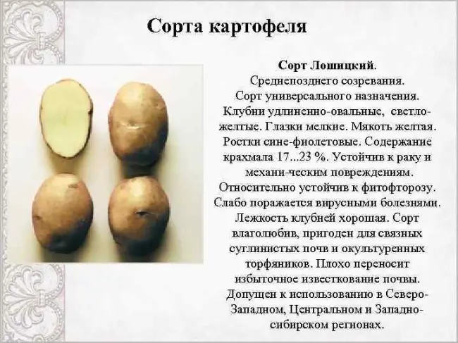 Лучшие сорта картофеля: характеристики и фото