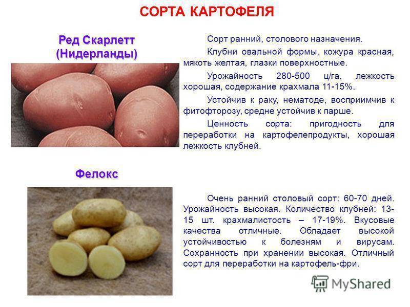 Картошка гала: описание сорта, фото и отзывы