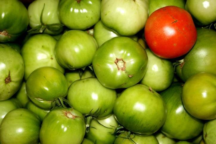 Где и как хранить зеленые помидоры, чтобы они покраснели: место, тара, правильные «ускорители» процесса дозревания