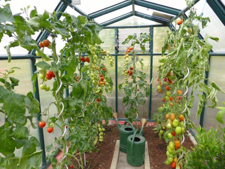 Полив помидоров в открытом грунте и теплице: норма и частота