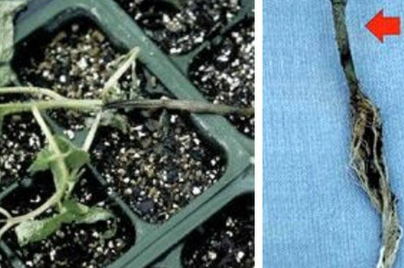 Почему возникает “черная ножка” на рассаде помидоров? чем полить и как спасти растения?
