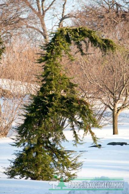 Ель сербская пендула брунс (picea omorica pendula bruns): описание с фото , использование в ландшафтном дизайне
