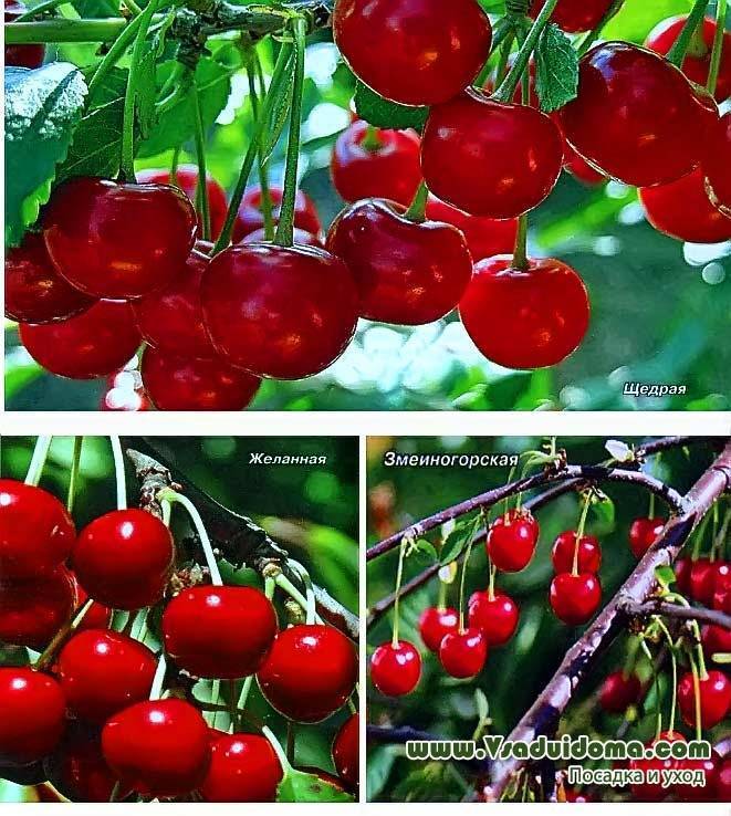 ✅ о карликовой вишне: описание сорта, особенности выращивания и ухода
