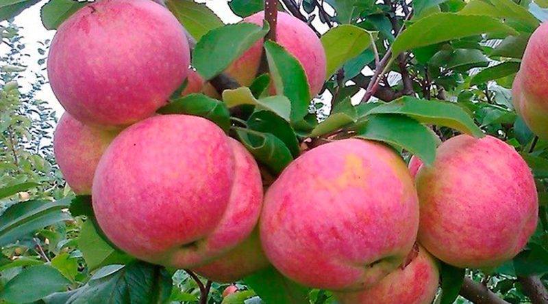 Описание и характеристики сорта яблони осенняя радость, выращивание и урожайность