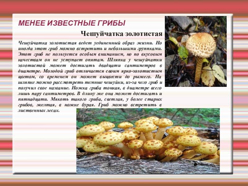 Картинки Гриб Чешуйчатка