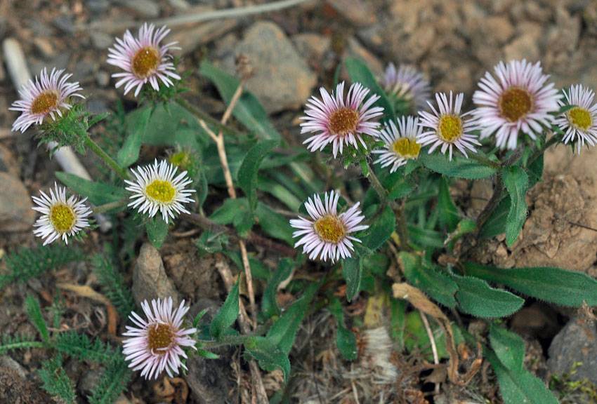 Мелколепестник (стенактис, толколучник) однолетний (erigeron annuus): полезные свойства, противопоказания, фото