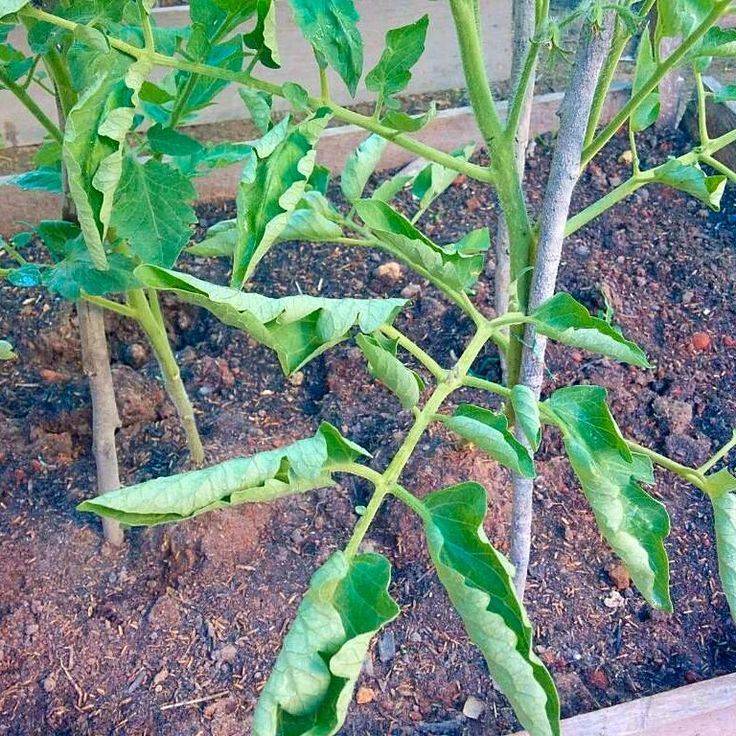 Почему у помидоров скручиваются листья лодочкой