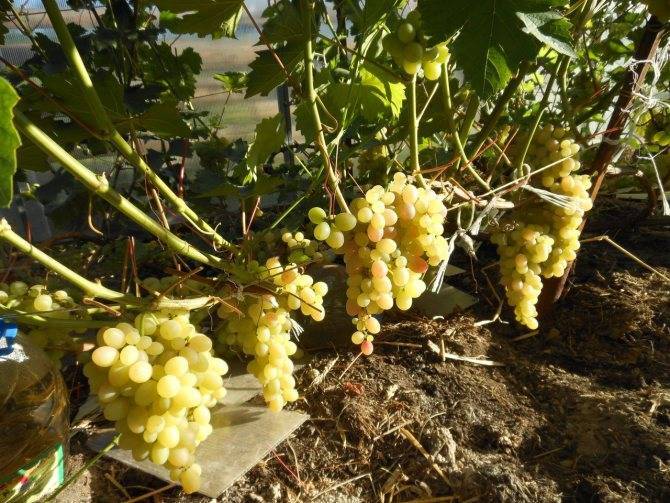 Виноград тасон: описание сорта, фото