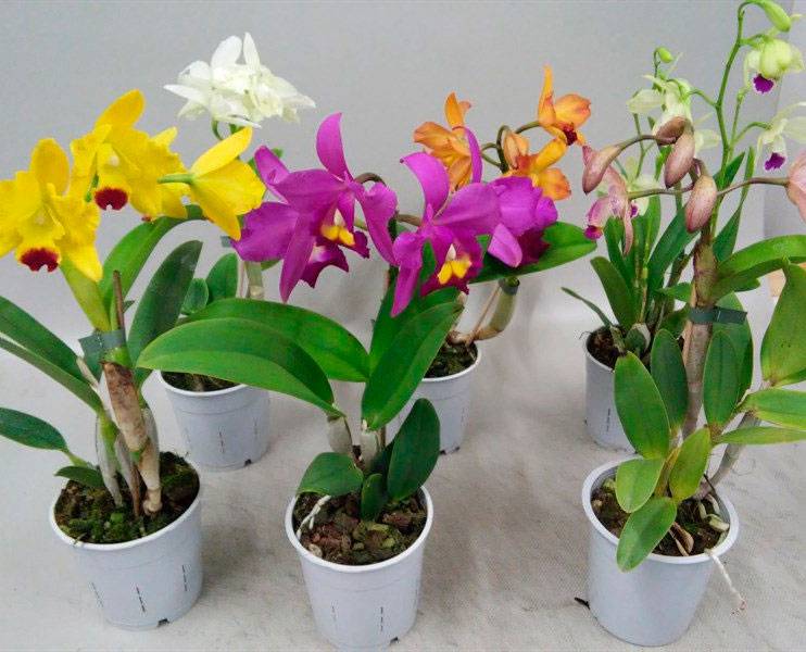 Орхидея каттлея: уход в домашних условиях и выращивание