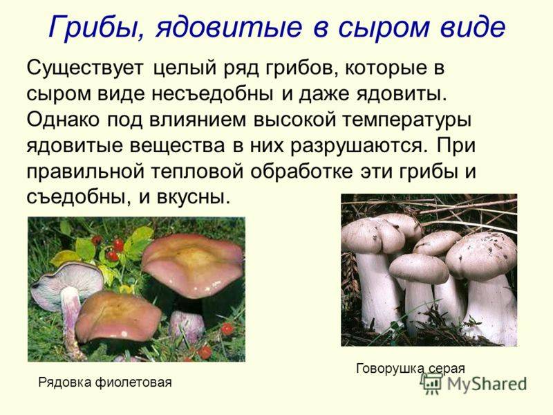 Какие грибы можно есть сырыми: +27 фото, описание и названия