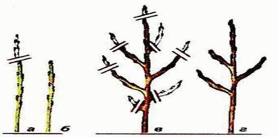 Обрезка колоновидной яблони схема