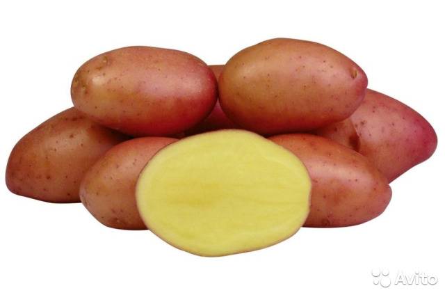 Картофель розалинд: описание сорта, фото, характеристика, отзывы