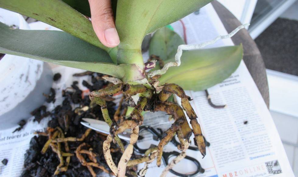 Почему вянут листья у орхидеи причины, что нужно делать