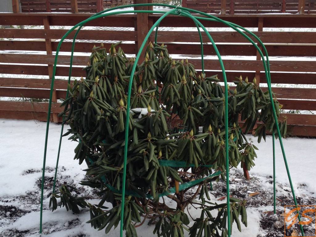 Укрытие рододендронов на зиму: подготовка растения к зимовке в подмосковье, какой нужен уход осенью, что делать и чем укрывать