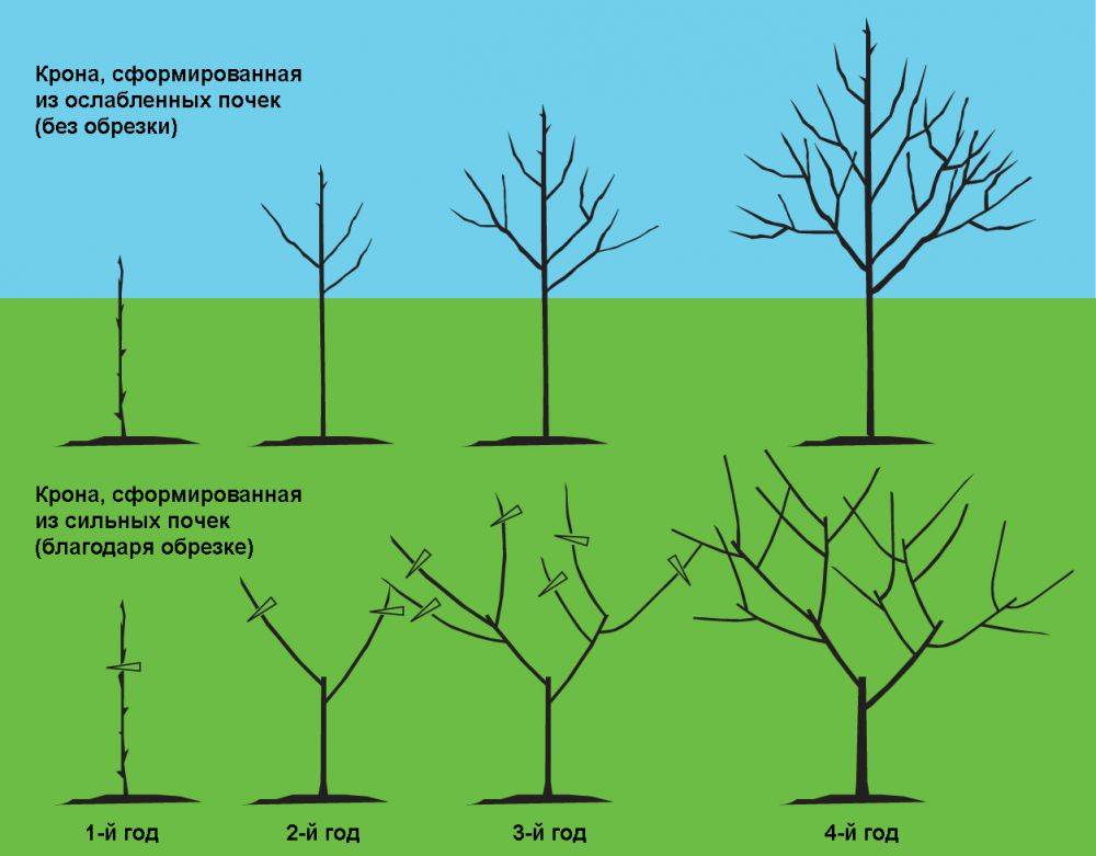 Обрезать яблоню весной правильно схема для новичков