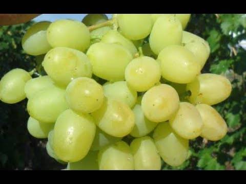 Описание сорта, отзывы и технология выращивания винограда дарья